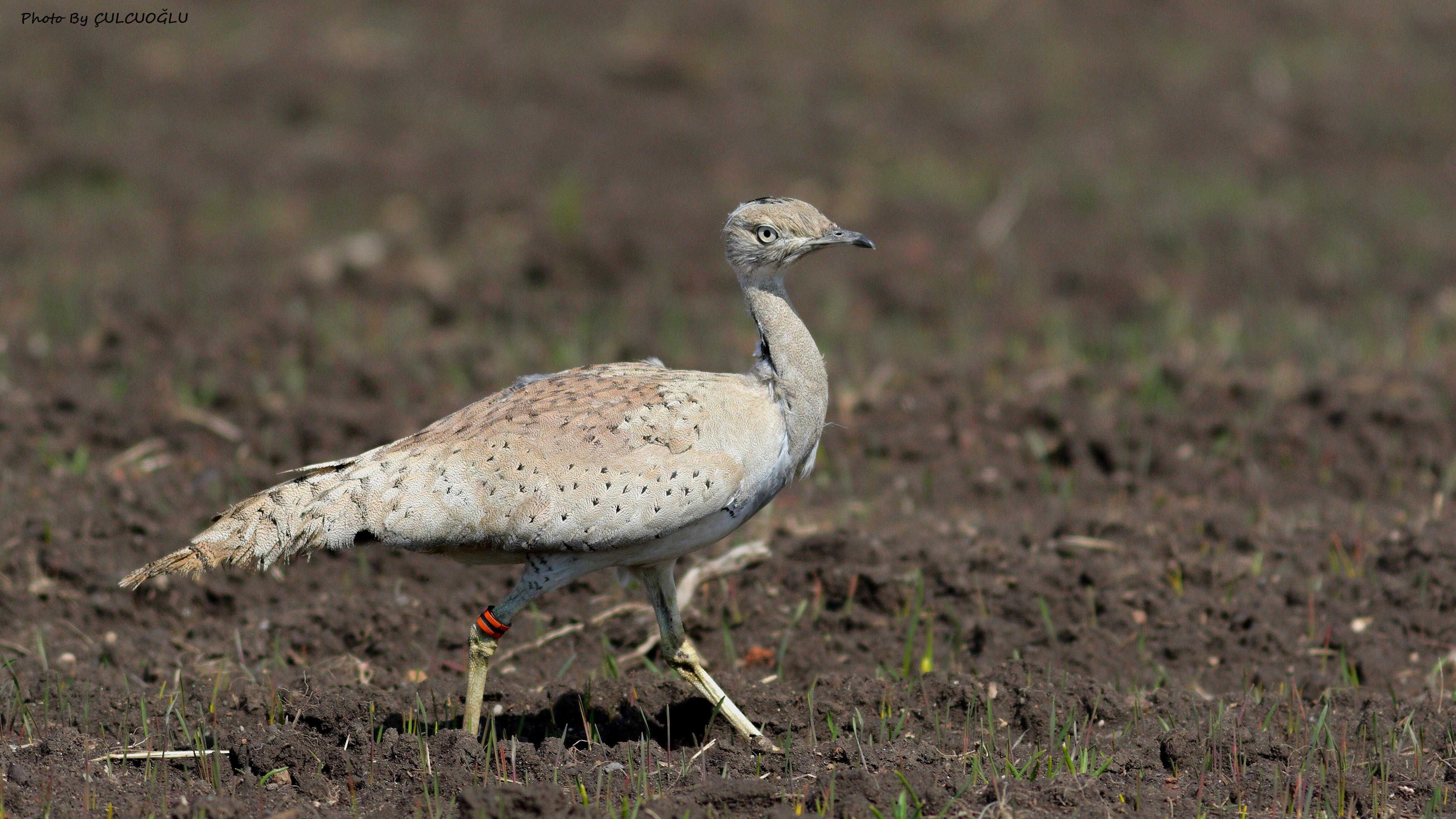 Macqueen's Bustard